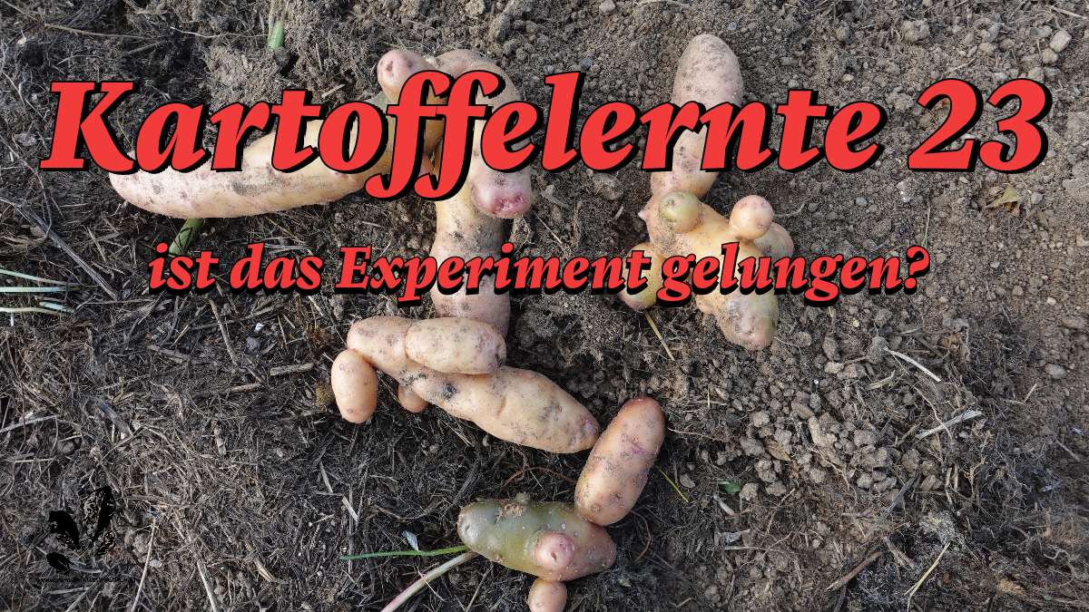 Kartoffeln im Gras angebaut