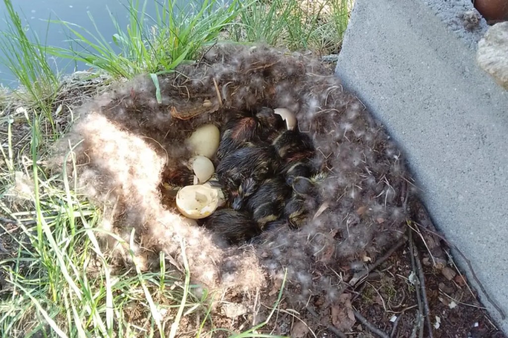 Frisch geschlüpfte Wildenten im Nest