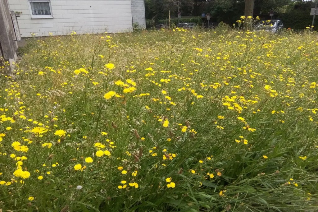 Eine blühende Blumenwiese mit vielfältigen verschiedenen Blumen.