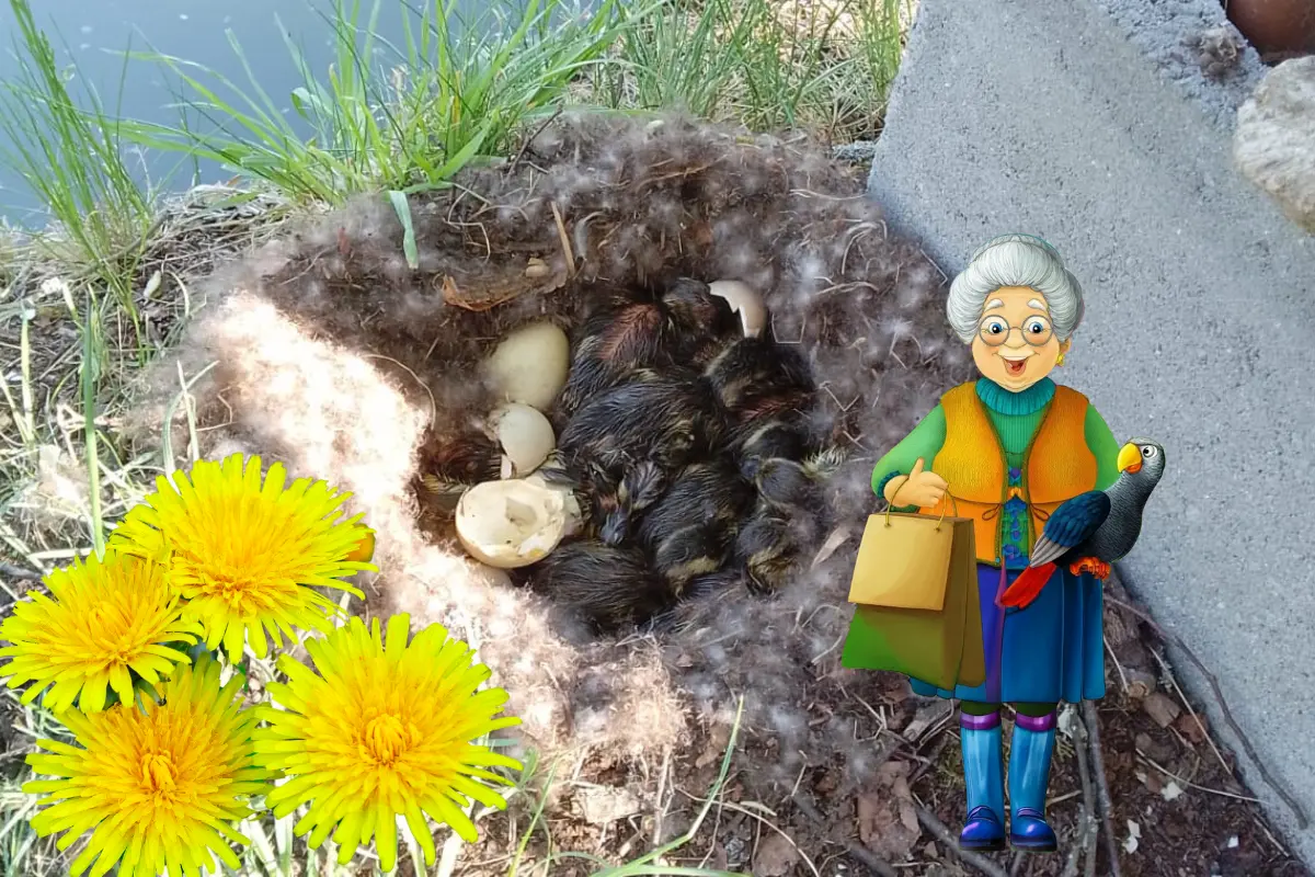 29.04.2025 – Löwenzahn blüht – Enten geschlüpft