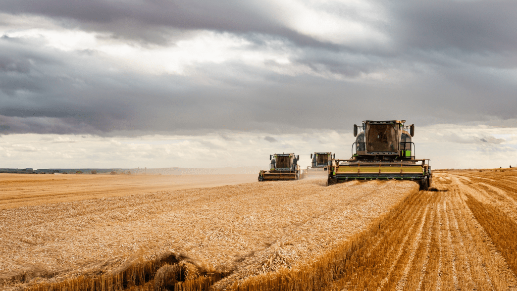 Riesige Traktoren ernten Weizen auf endlosen Feldern – Ursache für Blähungen
